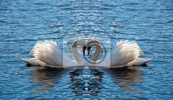 Фотообои - Влюбленные лебеди артикул 10004648