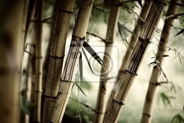 Фотообои на стену с густой бамбуковой рощей артикул 10004462