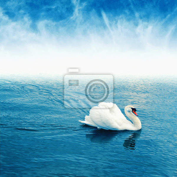 Фотообои - Лебедь на воде артикул 10004655