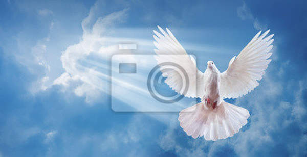 Фотообои - Белый голубь в облаках артикул 10004658