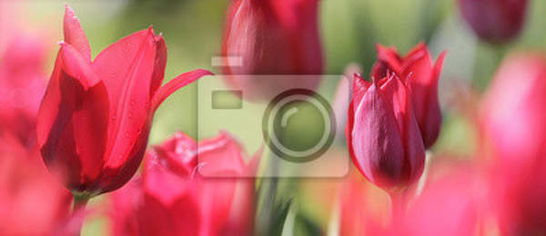 Фотообои - Красные тюльпаны артикул 10007904