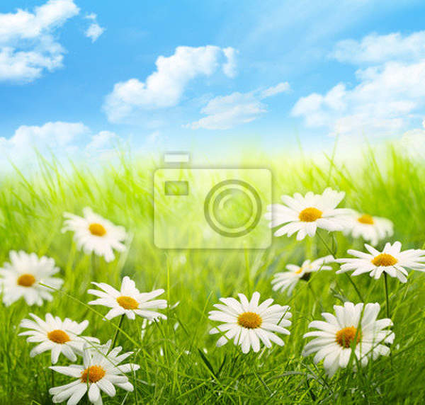 Фотообои на стену с цветами-ромашками артикул 10004368