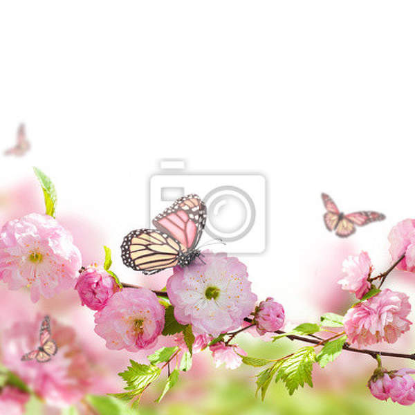 Фотообои - Бабочка на цветущей ветви артикул 10004553