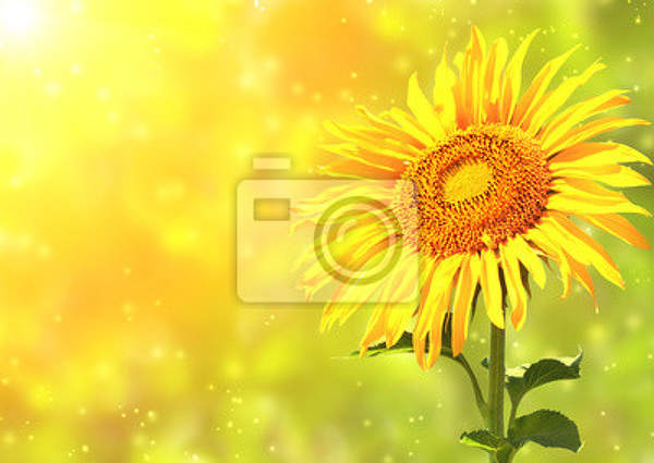 Фотообои - Цветок солнца артикул 10004712