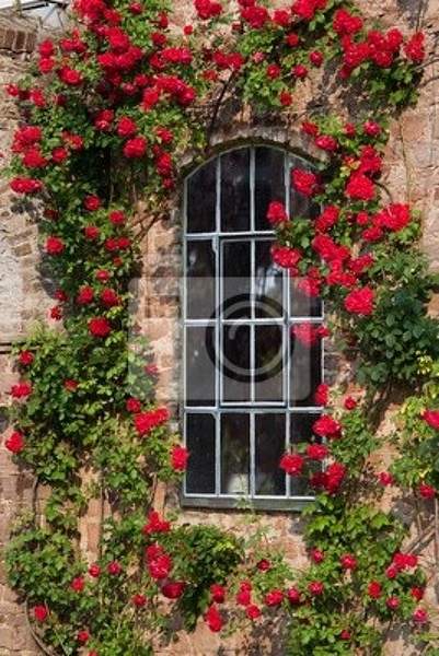 Фотообои на стену - Окно в розах артикул 10004921