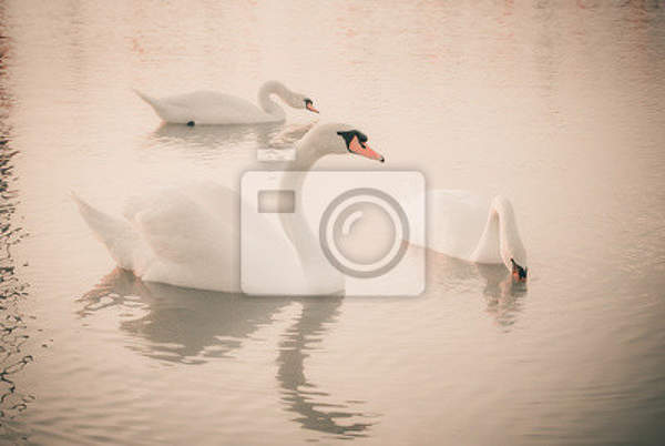 Фотообои - Три лебедя на пруду артикул 10004647