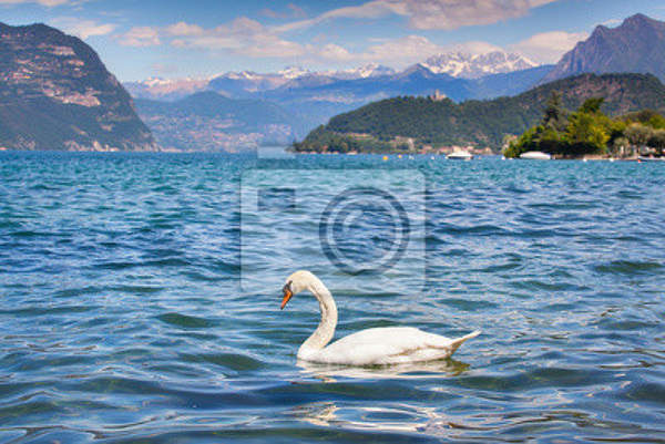 Фотообои на стену - Белый лебедь на озере артикул 10004632