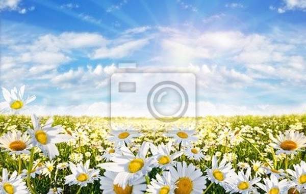 Фотообои - Поле цветов под голубым облачным небом артикул 10004354