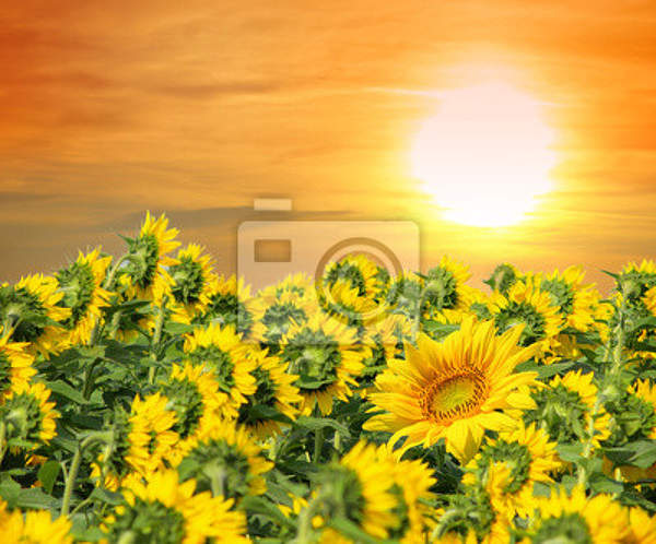 Фотообои - Красивые цветы солнца артикул 10004722