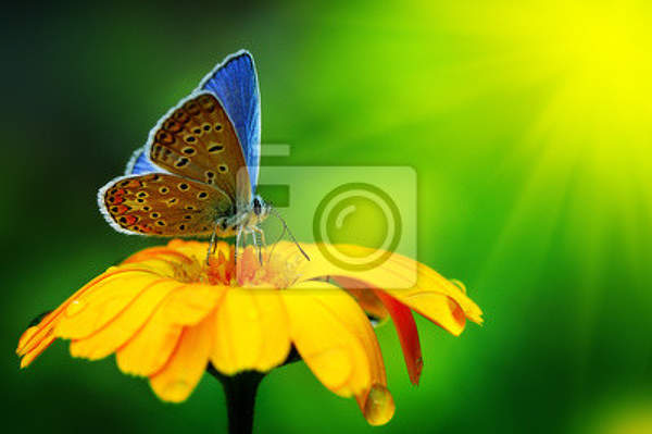 Фотообои с бабочкой и желтым цветком артикул 10004287