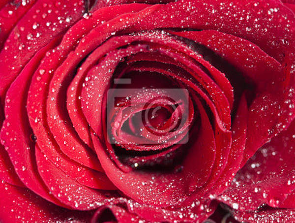 Фотообои на стену с красной розой и каплями воды артикул 10004232