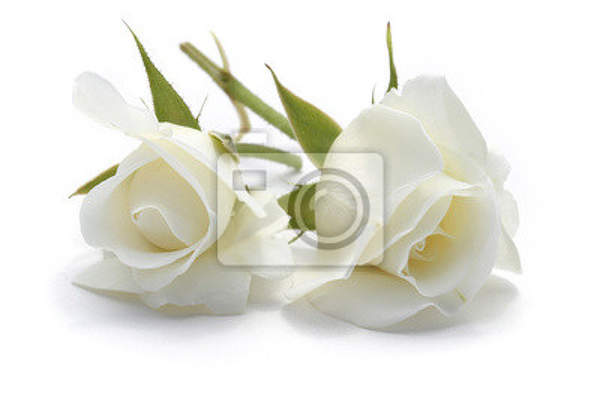 Фотообои - Белые розы на белом артикул 10004235
