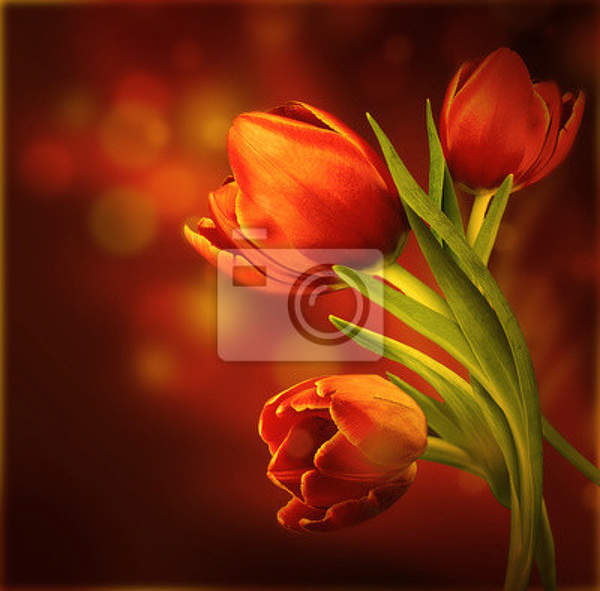 Фотообои - Оранжевые тюльпаны артикул 10005796