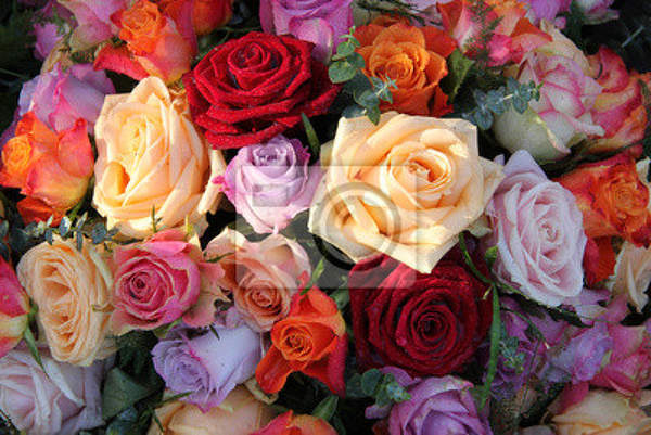 Фотообои для стен - Разноцветные розы артикул 10005532