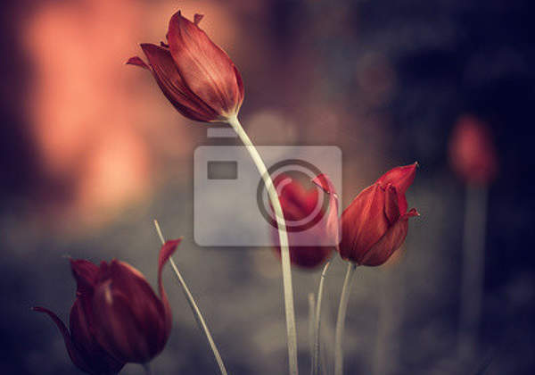Фотообои - Роскошные тюльпаны артикул 10005757