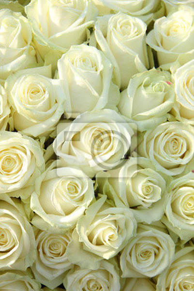 Фотообои - Нежные белые розы артикул 10005535