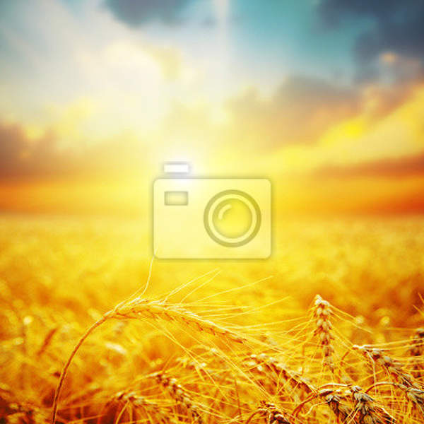 Фотообои с золотой пшеницей артикул 10005447
