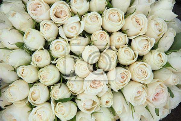 Фотообои для стен - Белые розы артикул 10005537