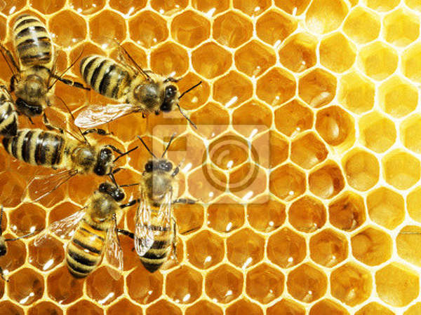 Фотообои с пчелами артикул 10005226