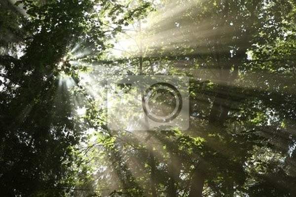 Фотообои - Солнечные лучи сквозь деревья артикул 10005452