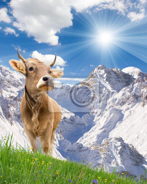 Фотообои - Любопытная корова артикул 10005617