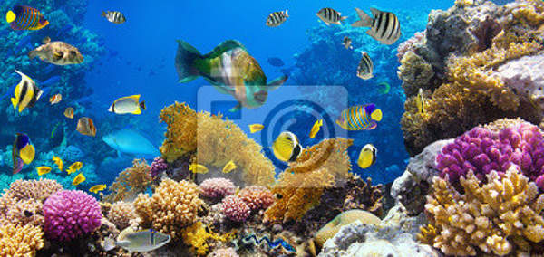 Фотообои - Панорама с подводным миром артикул 10005675