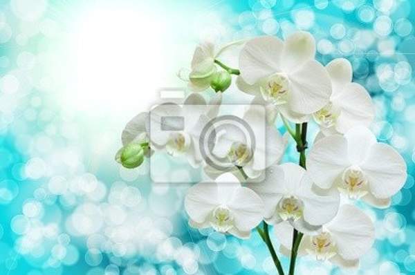 Фотообои с белыми орхидеями артикул 10005892