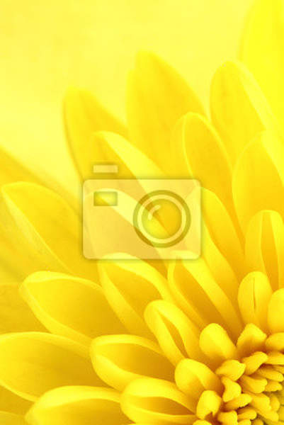 Фотообои - Желтая хризантема артикул 10005813