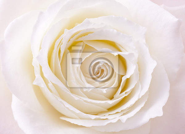 Фотообои - Крупная белая роза артикул 10005871