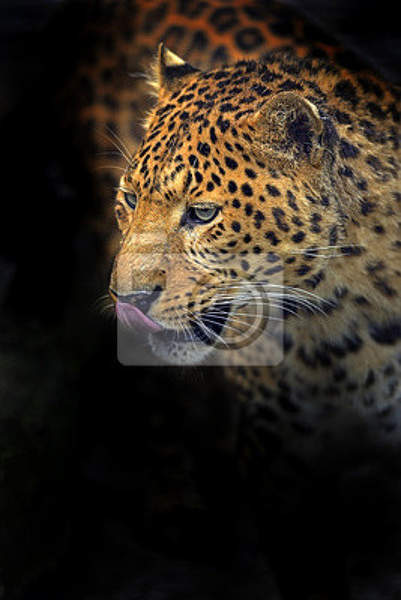 Фотообои - Леопард артикул 10005616