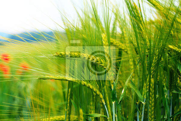 Фотообои - Зеленая пшеница артикул 10005472