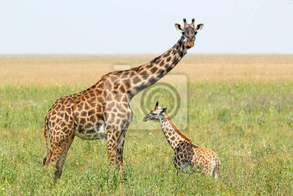 Фотообои с жирафами артикул 10005575