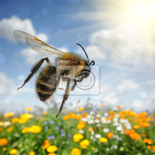 Фотообои - Пчела артикул 10006117