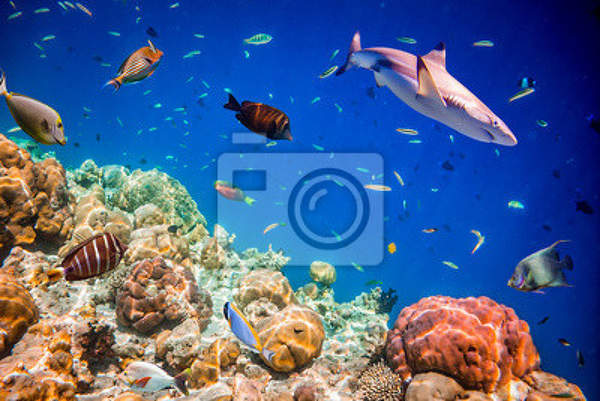 Фотообои на стену - Коралловый риф артикул 10005180