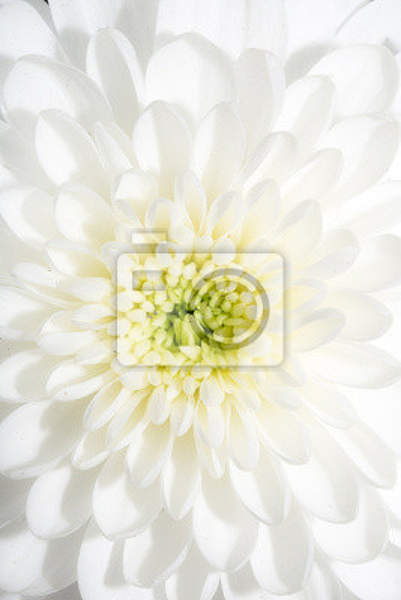 Фотообои - Красивый белый цветок артикул 10005848