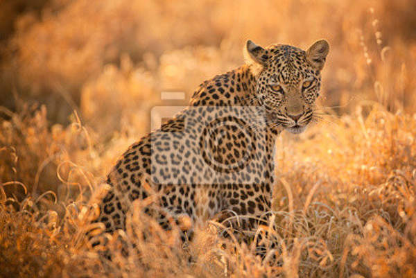 Фотообои - Леопард на закате артикул 10005610