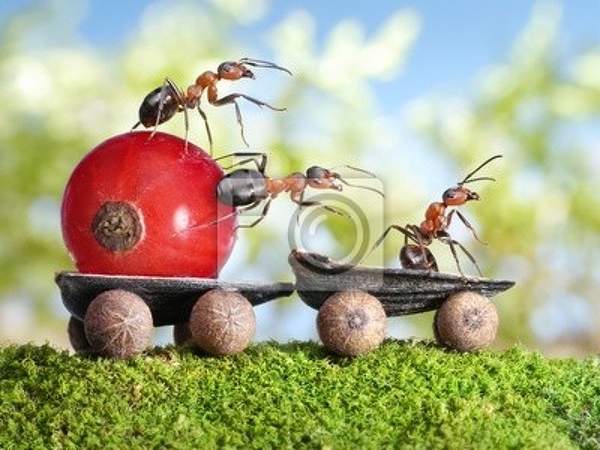 Креативные фотообои с муравьями артикул 10005334