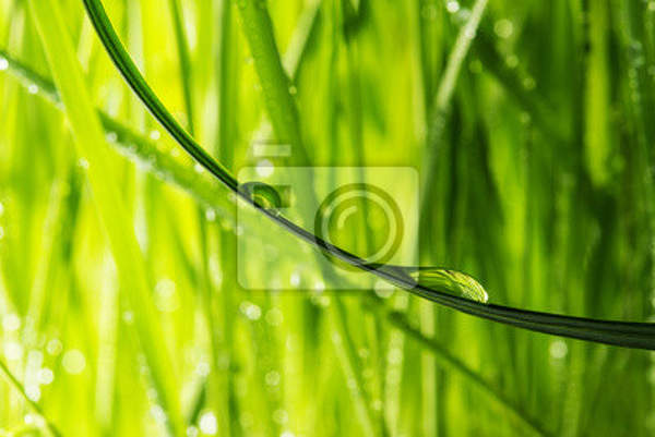 Фотообои на стену - Зеленая трава артикул 10005917