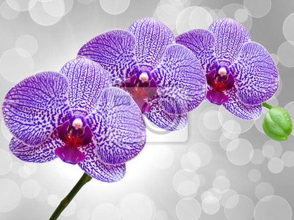 Фотообои для стен - Цветок орхидеи артикул 10005890