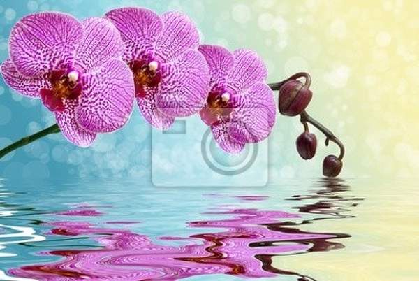Фотообои - Красивые орхидеи над водой артикул 10005893