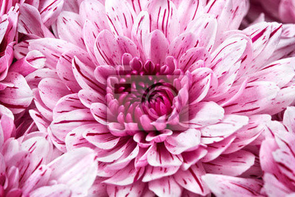 Фотообои с розовой хризантемой макро артикул 10005752
