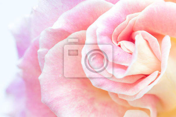 Фотообои - Розовая роза артикул 10005825