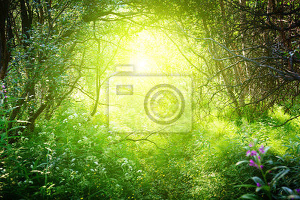 Фотообои - Красивый лесной пейзаж артикул 10005473