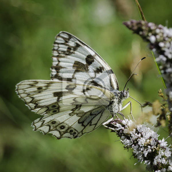 Фотообои с красивой бабочкой артикул 10005724