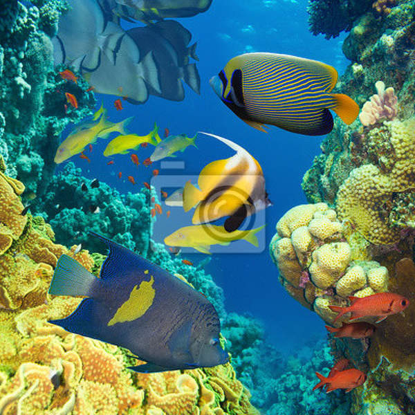 Фотообои - Кораллы и рыбки артикул 10005252