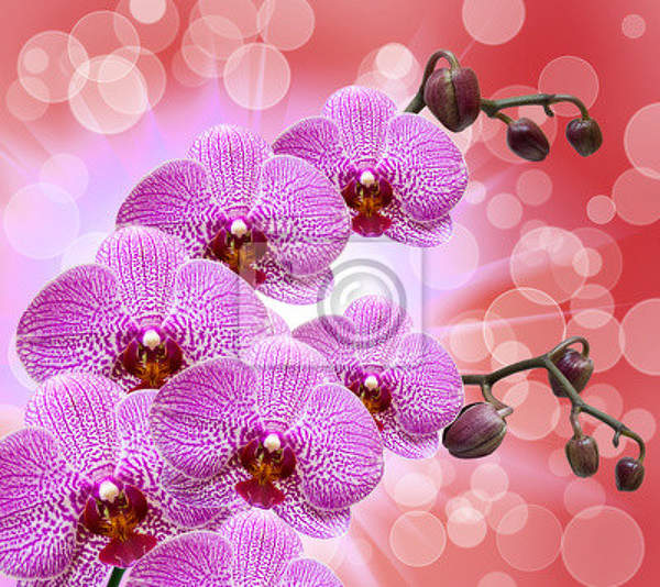Фотообои для стен - Розовые орхидеи артикул 10005888