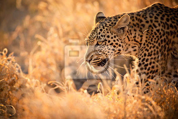 Фотообои - Красивый леопард артикул 10005607