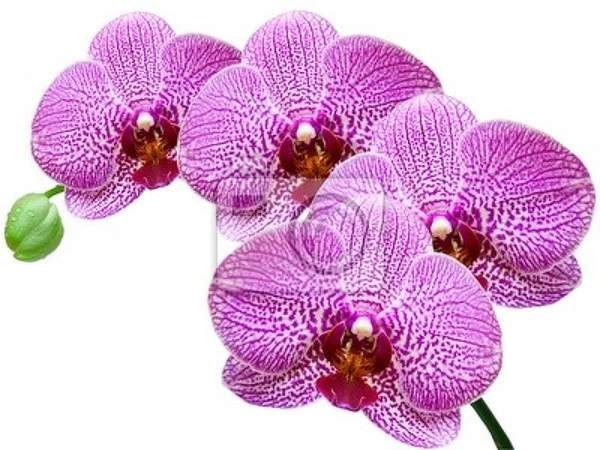 Фотообои - Крупная орхидея артикул 10005887