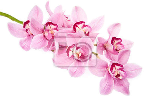 Фотообои - Веточка орхидеи артикул 10005760