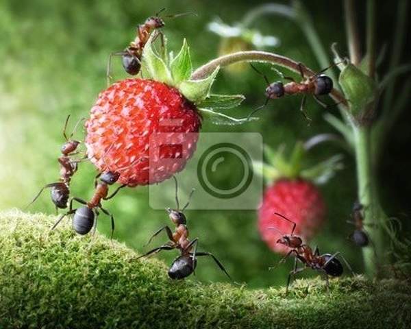 Фотообои с муравьями и малиной артикул 10005335